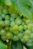 Vitis Bianca C 3 80-100 Weinrebe 'Bianca'