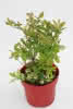 Vaccinium corymb.Bluecrop 3,4 30 40 