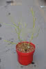 Vaccinium corymb.Blueray 3,4 30 40 