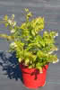 Vaccinium corymb.Goldtraube D 3,4 30-40 Heidelbeere