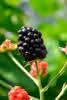 Rubus BrazelBerries Baby Cakes 
