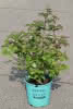 Rubus BrazelB. Raspb. Shortc. C6,5 30-40 Brombeere
