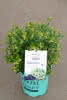 Vaccinium BrazelBerry Berry Bux C3 Kugel Heidelbeere