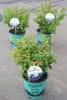 Vaccinium BrazelBerry 'Berry Bux' P10,5 Heidelbeere