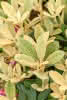 Rhododendron Laubschön in Sorten C 6 Rhododendron