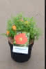 Potentilla fruticosa Red Ace C2,8 Fünffingerstrauch