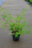 Buddleja davidii Groovy Grape C4,5 Sommerflieder