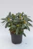 Rhododendron Brigitte D 6 30-40 Rhododendron 'Brigitte'