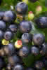 Vaccinium BrazelBerry Berry Bux C2 Heidelbeere