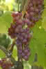 Vitis Vanessa C 3 80-100 