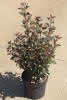 Physocarpus opuli. Little Devil C4,5 Blasenspiere
