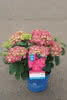 Hydrangea Endless Summer Summer Love Bauernhortensie