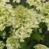 Prima Hydrangea panic. Magical Candle C6 Rispenhortensie