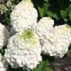 Prima Hydrangea panic. MagicalMont B. C6 Rispenhortensie
