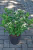 Hydrangea paniculata Early Sensation C 6 Rispenhortensie