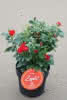 Rose 'Zepeti' C3,5 Rose 'Zepeti'