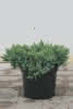 Juniperus squamata Blue Carpet C2,8 Kissen-Wacholder