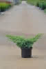 Juniperus squamata Blue Swede C2,8 Kissen-Wacholder