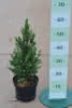 Picea glauca Conica C2,8 Zuckerhutfichte
