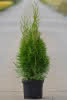 Prima Thuja occidentalis Smaragd C2,8 Lebensbaum