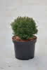Thuja occidentalis Teddy C2,8 Lebensbaum