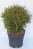 Thuja occidentalis Tiny Tim C2,8 Lebensbaum