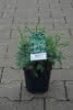Juniperus chin.Blue Alps C 1,5 20-30 Chin. Wacholder