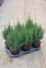 Juniperus chin.Stricta C 1,5 20-25 Blauer Kegel-Mooswacholder