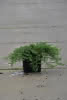 Juniperus com. Greenmantle C 1,5 15-20 Kriechender Wacholder