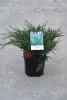 Juniperus hor. Hughes C1,5 20-25 "Teppichwacholder ""Hughes"""
