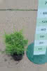 Juniperus media Mint Julep C 1,5 20-25 Strauchwacholder