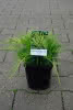 Juniperus media Old Gold C 1,5 15-20 Wacholder