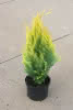 Chamaecyparis laws.'Alumigold' C 1,5 Zypresse