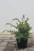 Juniperus squ. Blue Swede C1,5 20-25 Wacholder, blau