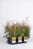 Thuja occidentalis Brabant C 1,5 20-30 Lebensbaum
