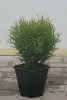 Thuja occidentalis Tiny Tim C 1,5 15-20 Lebensbaum grün, Zwergform