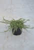 Juniperus com.Green Carpet C2,8 Teppich-Wacholder