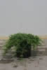 Juniperus horizontalis Glauca C2,8 Teppich-Wacholder