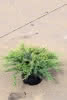 Juniperus media Mint Julep C2,8 Strauch-Wacholder