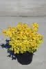 Spiraea japonica Golden Princess C2,8 Sommerspiere