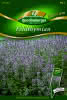 Feldthymian, Quendel Premium