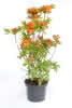 Azalea knap hill Gibraltar C 6 Schmuck-Azalee