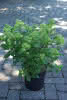 Hydrangea paniculata Little Lime C 6 Rispenhortensie