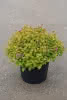 Spiraea japonica Sundrop C4,5 Sommerspiere