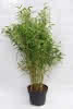 Fargesia murielae Panda C 10 80-100 Garten-Bambus