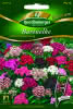 Bartnelke, Hollandia Mischung Premium