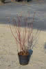 Cornus alba Spaethii C4,5 Gelbbunter Hartriegel