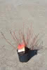 Cornus sang. Anny´s Winter Orange C4,5 Hartriegel