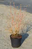 Cornus sanguineum Wintersun C4,5 Hartriegel
