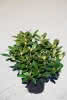 Rhododendron Catawb.Grandiflorum C 6 Rhododendron